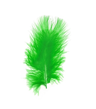 Green feather over white background の写真素材