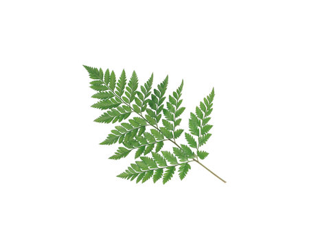 Branch with green leaves isolated on white