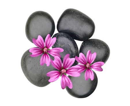 Black spa stones and pink flowers isolated on whiteの写真素材