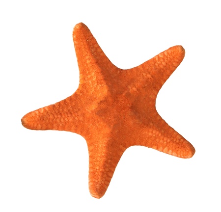 red starfish isolated on white backgroundの写真素材