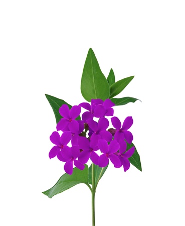 Branch with beautiful violet flowers isolated on white backgroundの写真素材