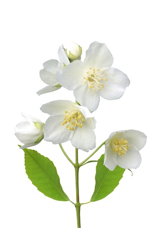 beautiful jasmine flowers with leaves isolated on whiteの写真素材