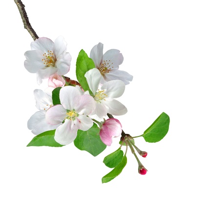 White apple flowers branch isolated on white backgroundの写真素材