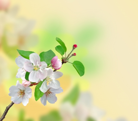 Closeup of Apple blossoms over nature backgroundの写真素材