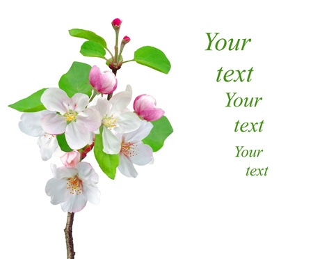 Closeup of Apple blossoms with sample textの写真素材
