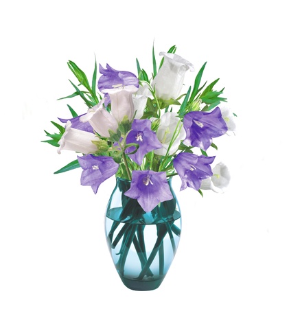 Bell Flowers in Vase isolated on whiteの写真素材