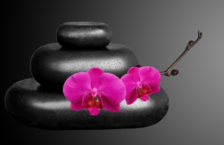 Spa Stones and Orchid Flowers over Blackの写真素材
