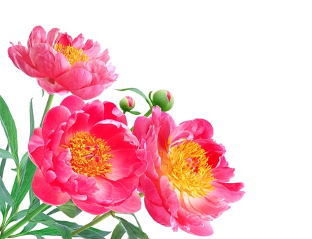 Peony Flowers Bouquet over white backgroundの写真素材