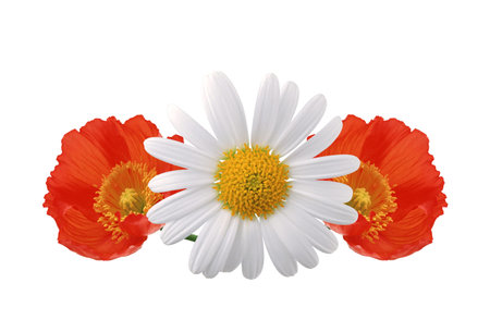 Red poppies and chamomile isolated on white backgroundの写真素材