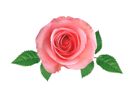 Pink rose with green leaves isolated on white backgroundの写真素材