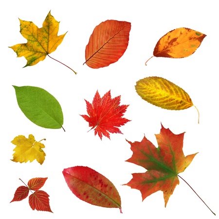 big collection beautiful colourful autumn leaves isolated on white backgroundの写真素材