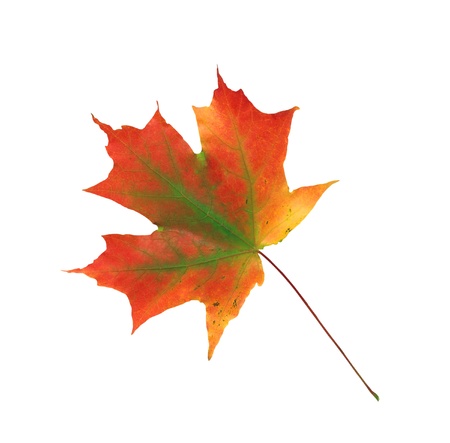 autumn maple leaf isolated on a white background の写真素材