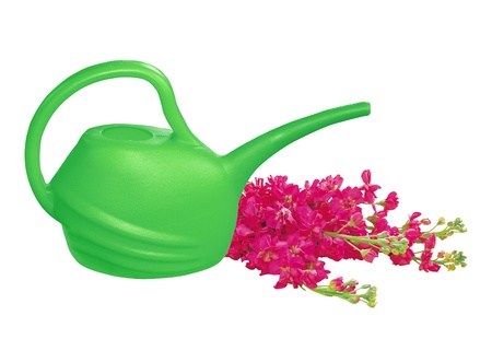 Green watering can with red flowers isolated on whiteの写真素材
