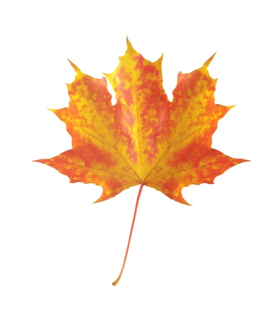 colorful autumn maple leaf isolated on white background の写真素材