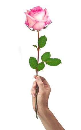pink rose flower in hand men isolated on a white backgroundの写真素材