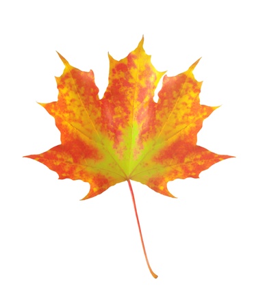 colorful autumn maple leaf isolated on white background の写真素材