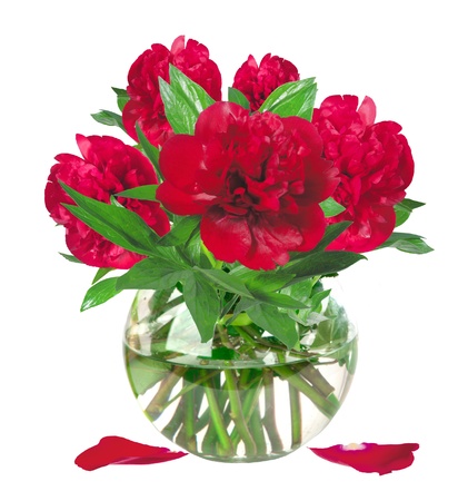 beautiful pink peony flowers in glass vase with bow isolated on whiteの写真素材