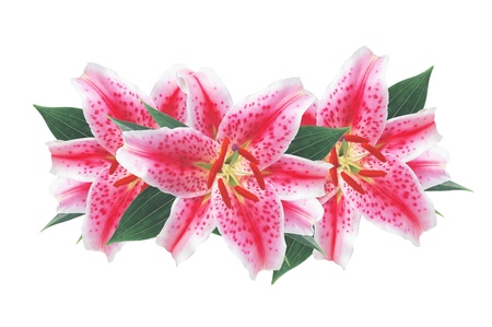 Beautiful pink lily isolated on white background の写真素材