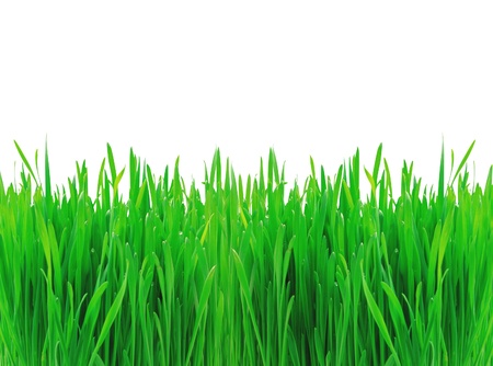 Green spring grass isolated on white backgroundの写真素材