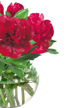 beautiful pink peony flowers in glass vase with bow isolated on whiteの写真素材