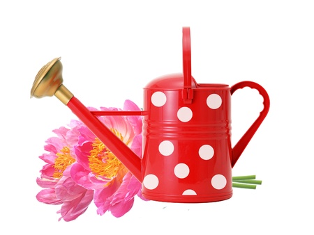 Red watering can and pink peony flowers isolated on whiteの写真素材