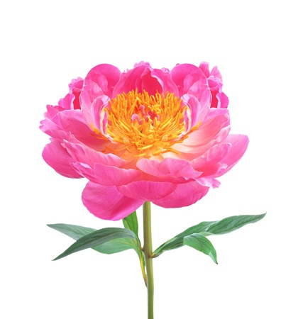 beautiful pink peony isolated on white backgroundの写真素材
