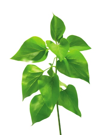 green spring leaves branch isolated on white backgroundの写真素材