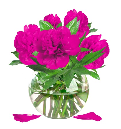 beautiful pink peony flowers in glass vase with bow isolated on whiteの写真素材