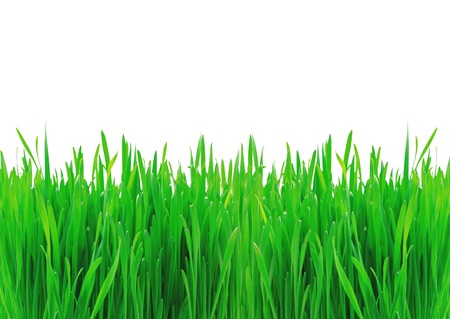 Green spring grass isolated on white backgroundの写真素材