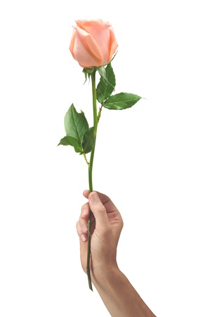 pink rose flower in hand men isolated on white backgroundの写真素材