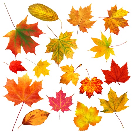 collection beautiful colourful autumn leaves isolated on white backgroundの写真素材
