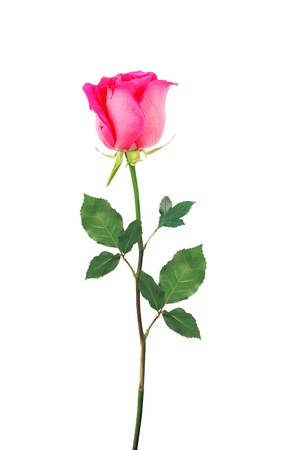 Pink Rose isolated on white backgroundの写真素材
