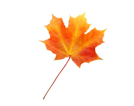 autumn maple leaf isolated on white backgroundの写真素材