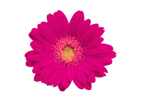 Beautiful pink gerbera on white backgroundの写真素材