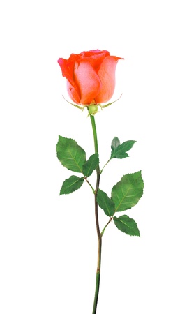 Red Rose isolated over white backgroundの写真素材