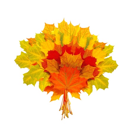 beautiful colorful autumn leaves isolated on white backgroundの写真素材