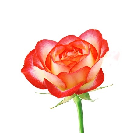 Pink rose isolated on white backgroundの写真素材