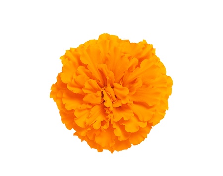 Marigold flower isolated on whiteの写真素材