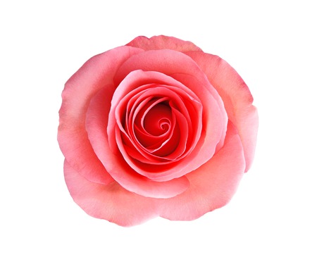 pink rose flower isolated on white backgroundの写真素材