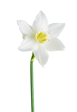  White and yellow color daffodil isolated on white backgroundの写真素材