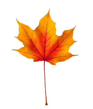 colorful autumn maple leaf isolated on white backgroundの写真素材