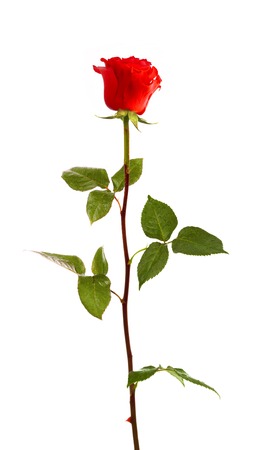beautiful red rose isolated on white backgroundの写真素材