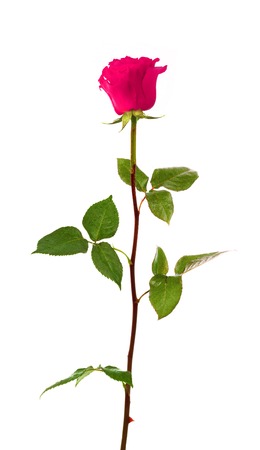 beautiful pink rose isolated on white backgroundの写真素材