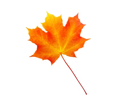 autumn maple leaf isolated on white backgroundの写真素材