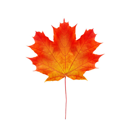 colorful autumn maple leaf isolated on white backgroundの写真素材
