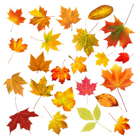 collection beautiful colourful autumn leaves isolated on white backgroundの写真素材