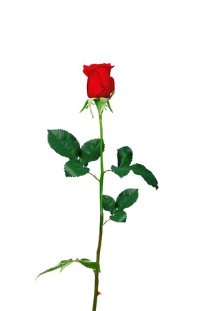 Red rose closeup isolated on white backgroundの写真素材