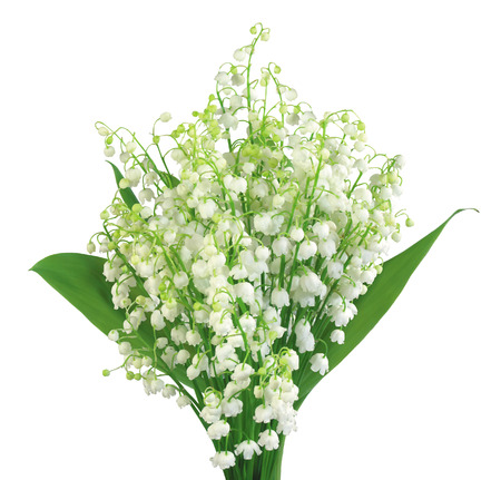 Lily of the valley isolated on white backgroundの写真素材