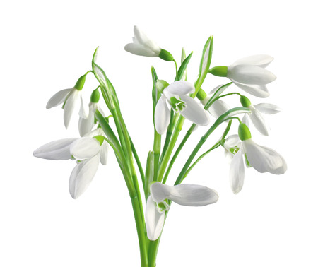 Spring snowdrops isolated on white backgroundの写真素材