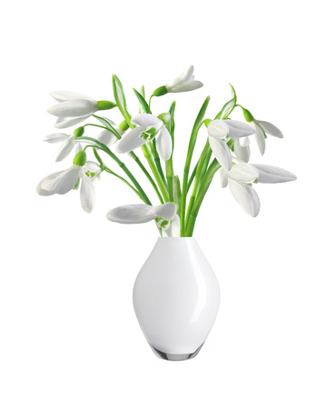 Spring snowdrops in white vase isolated on white backgroundの写真素材